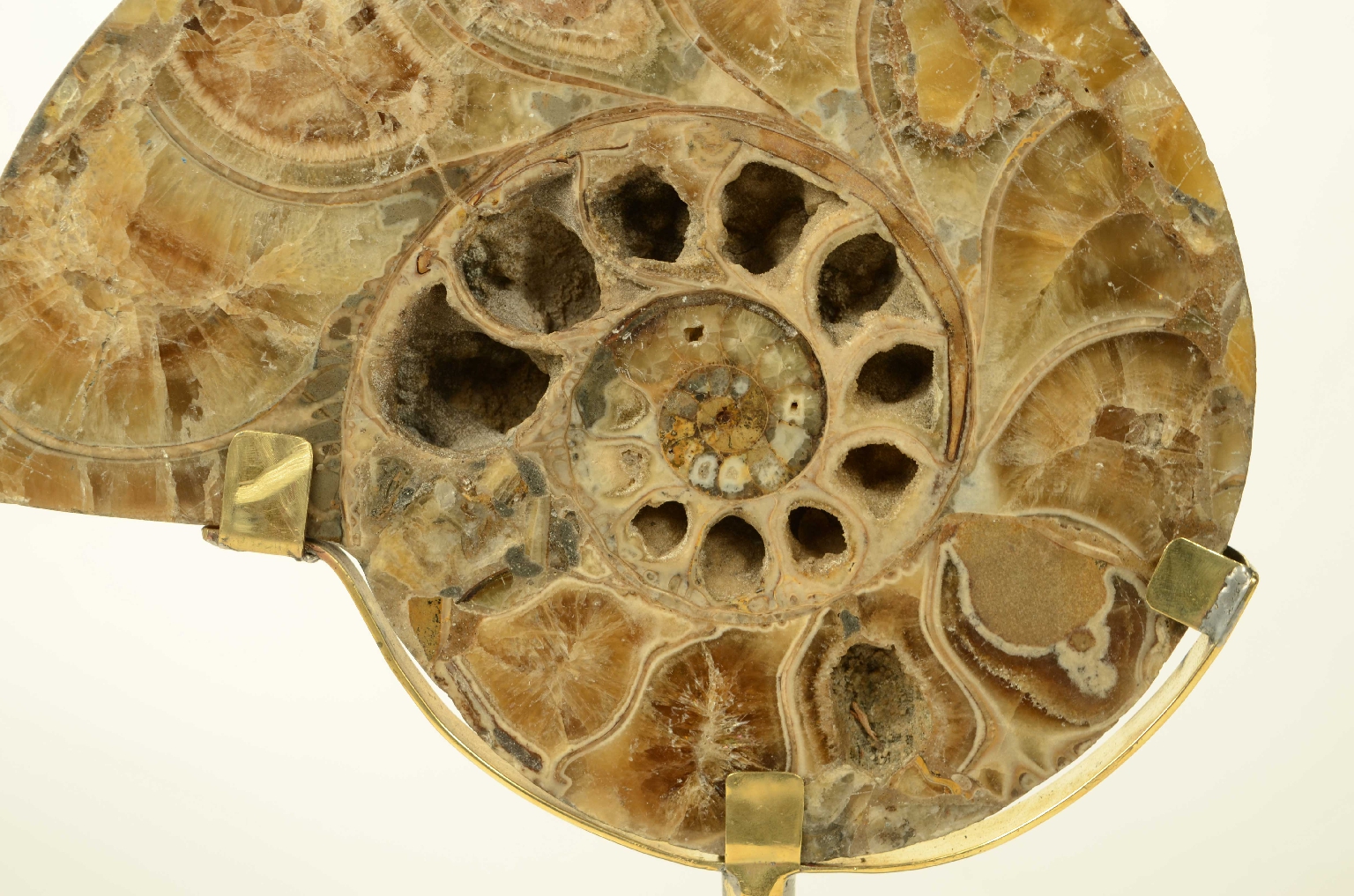 Storia naturale/8685d-Ammonite Fossile