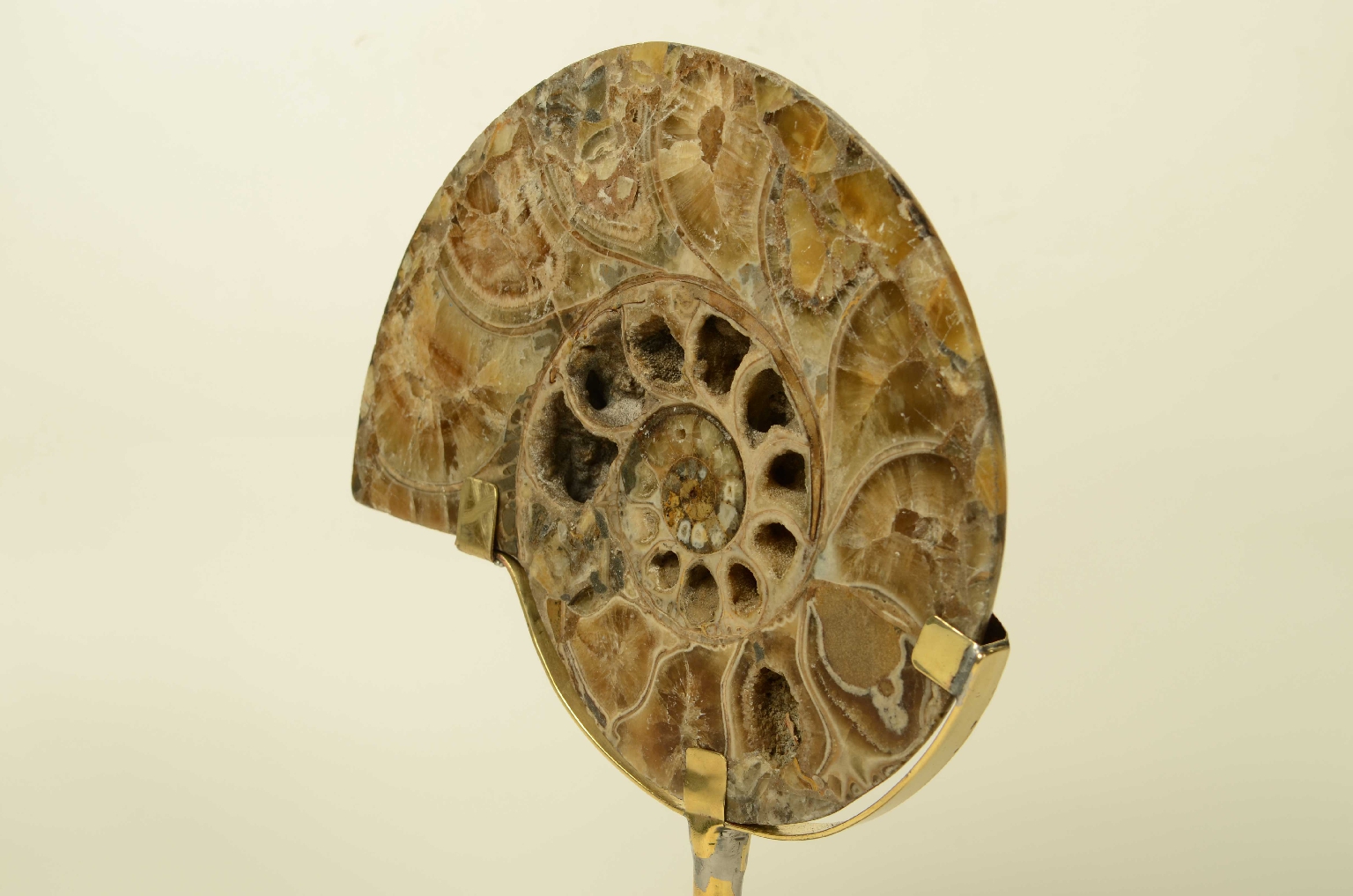 Storia naturale/8685d-Ammonite Fossile
