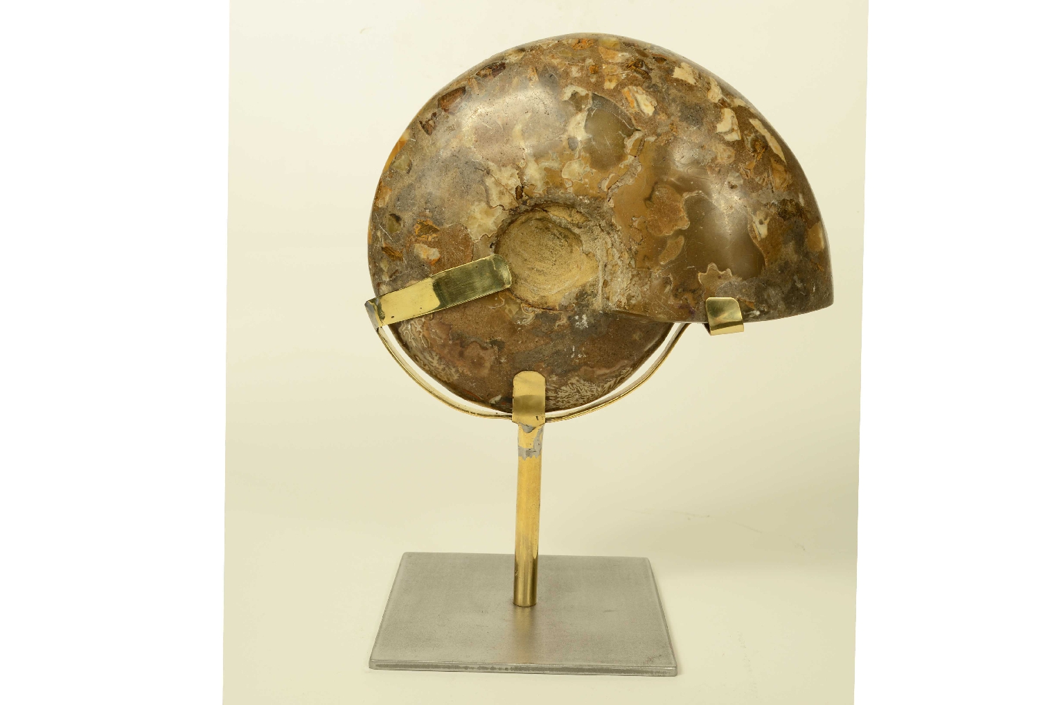 Storia naturale/8685d-Ammonite Fossile