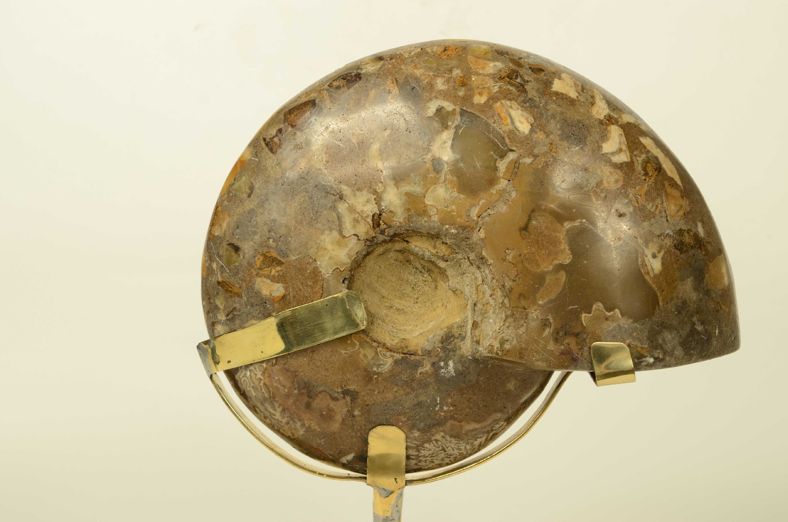 Storia naturale/8685d-Ammonite Fossile