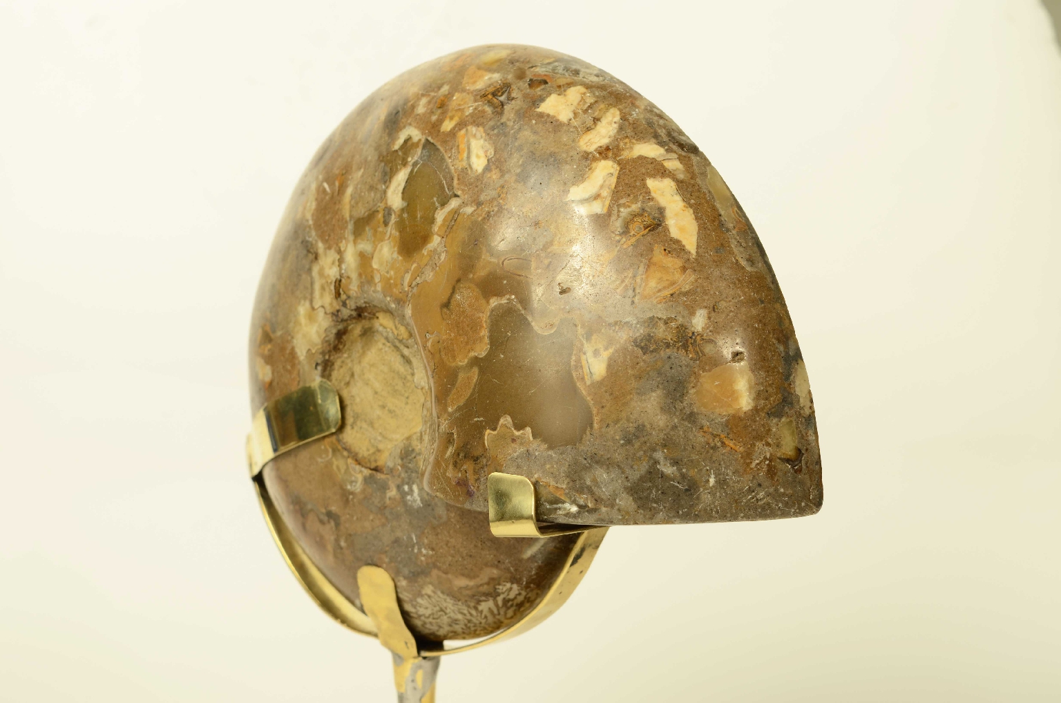 Storia naturale/8685d-Ammonite Fossile