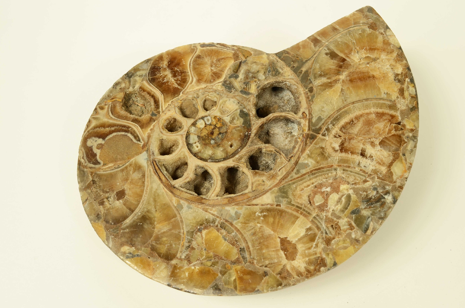 Storia naturale/8685d-Ammonite Fossile
