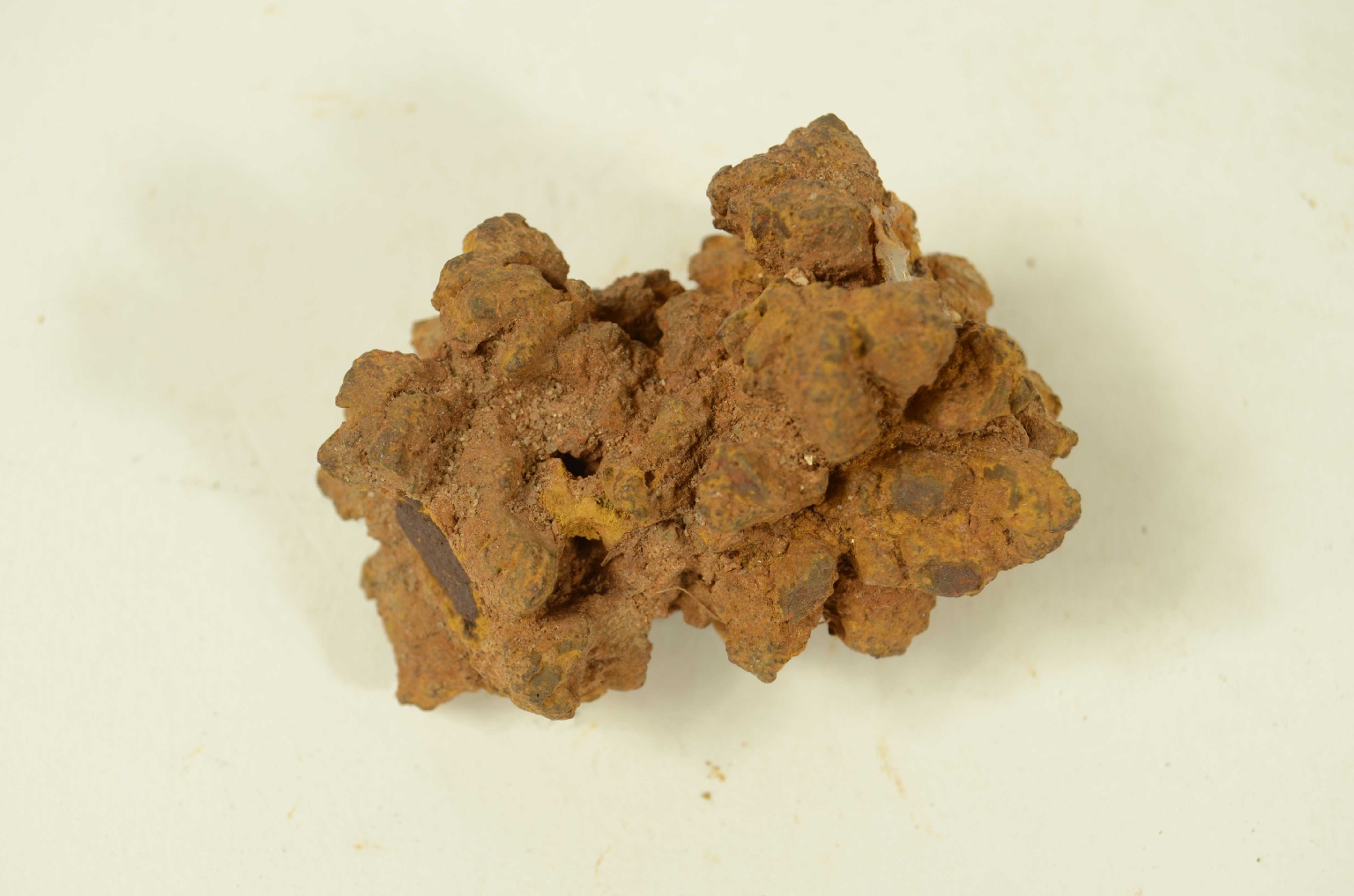 Storia naturale/Coproliti-Coproliti