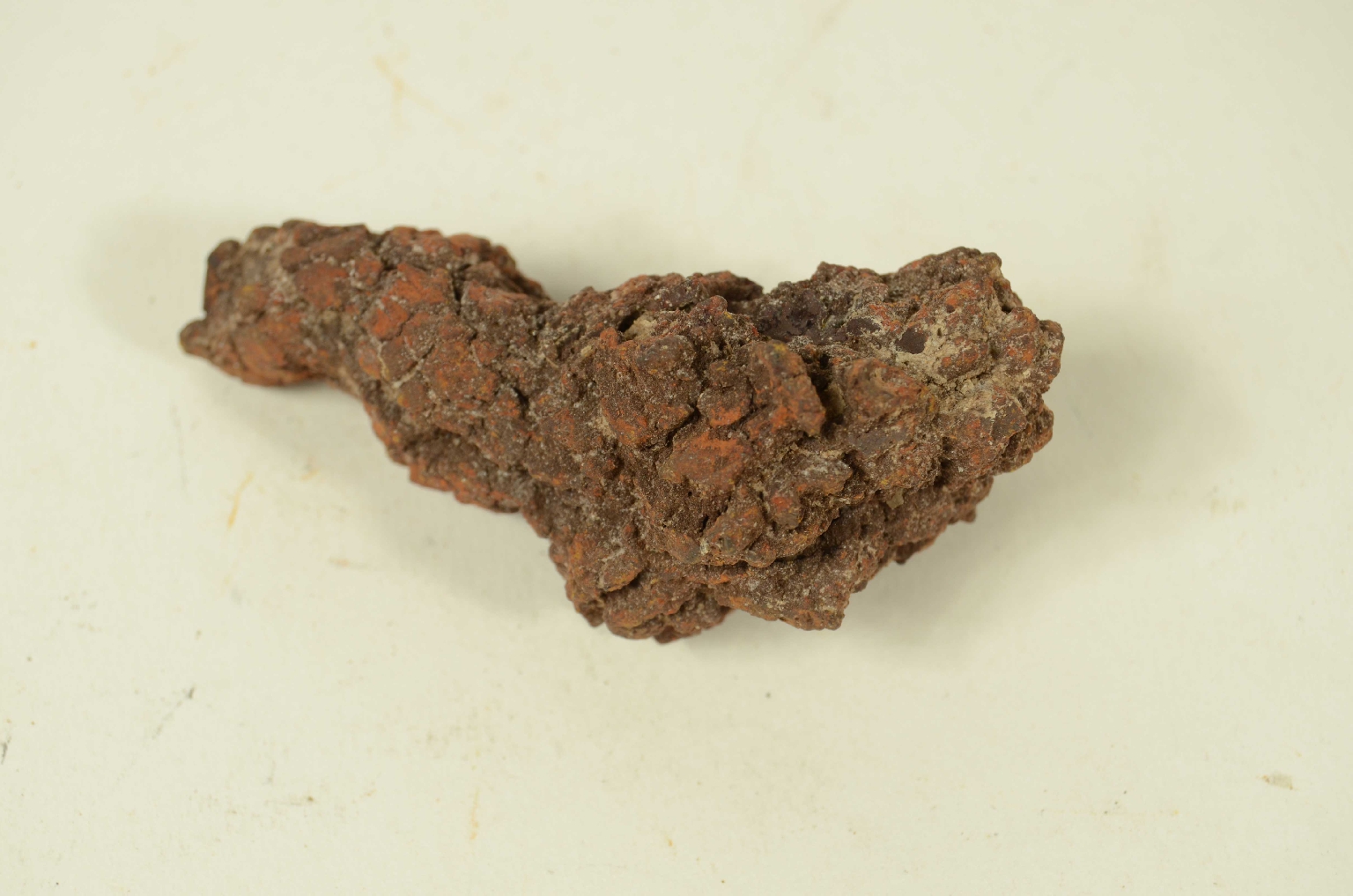 Storia naturale/Coproliti-Coproliti