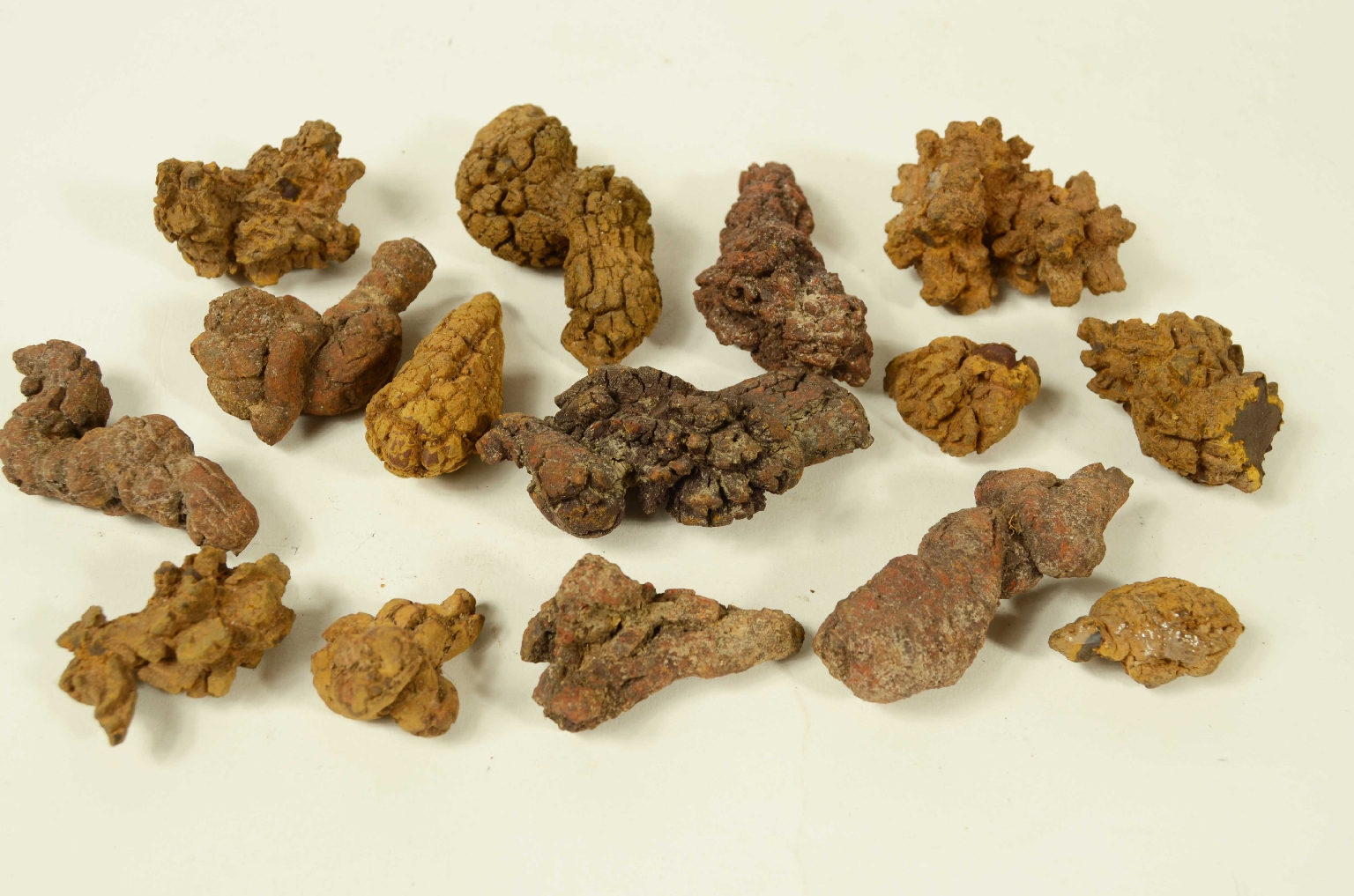 Storia naturale/Coproliti-Coproliti