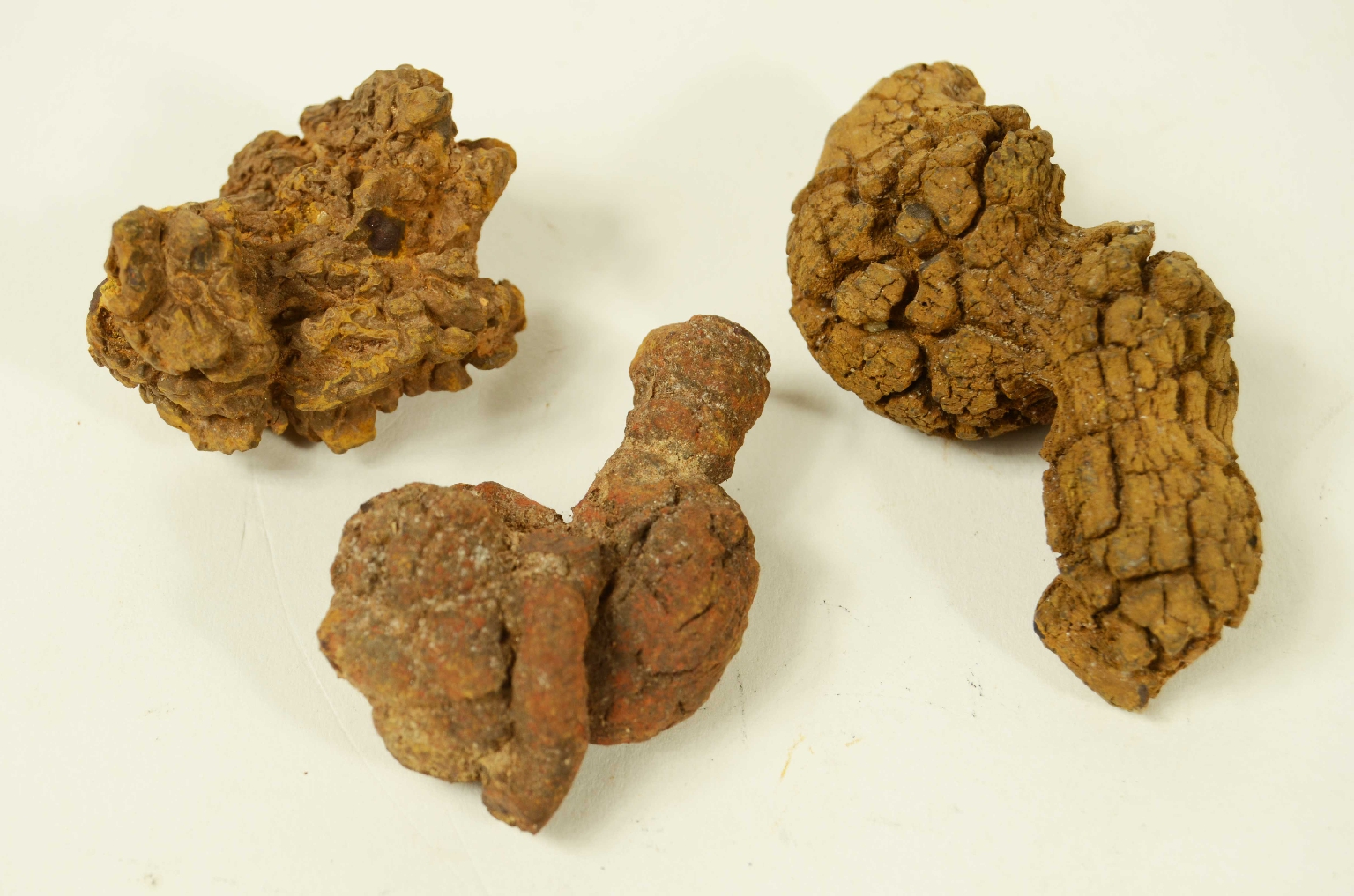 Natural history/Coproliti-Coprolites
