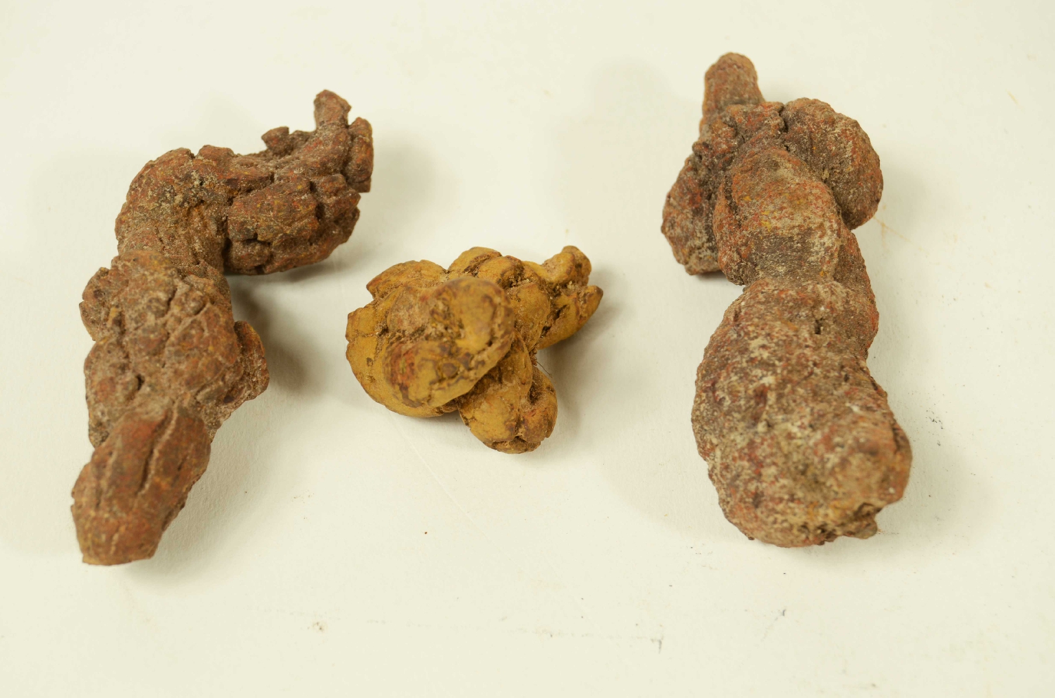 Storia naturale/Coproliti-Coproliti