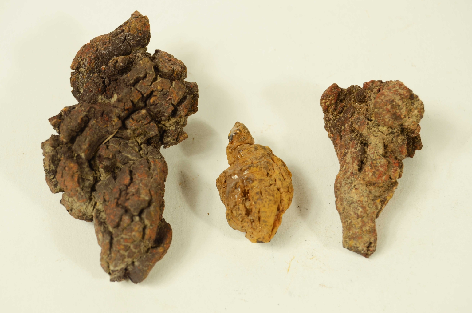 Natural history/Coproliti-Coprolites