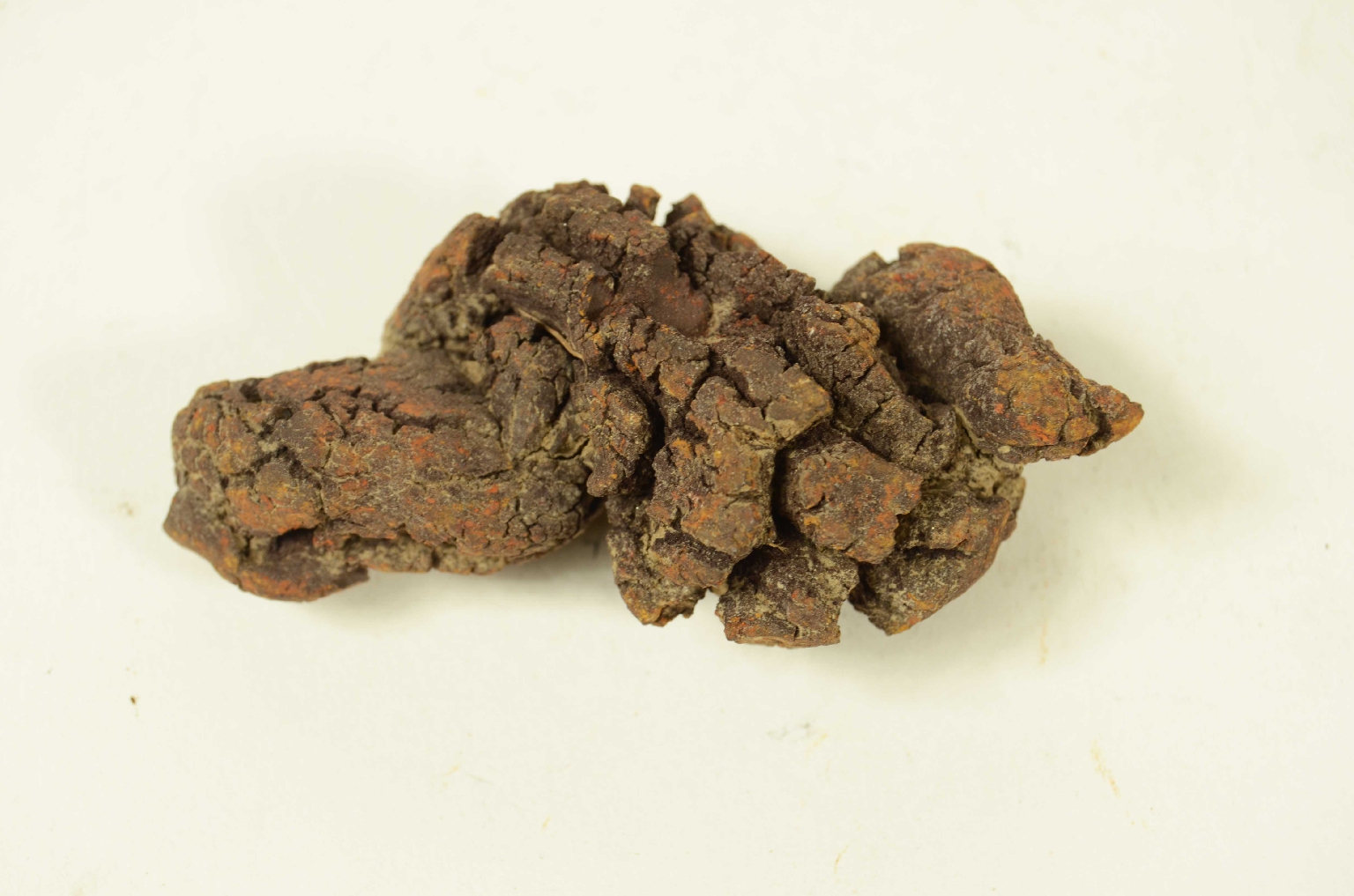 Natural history/Coproliti-Coprolites