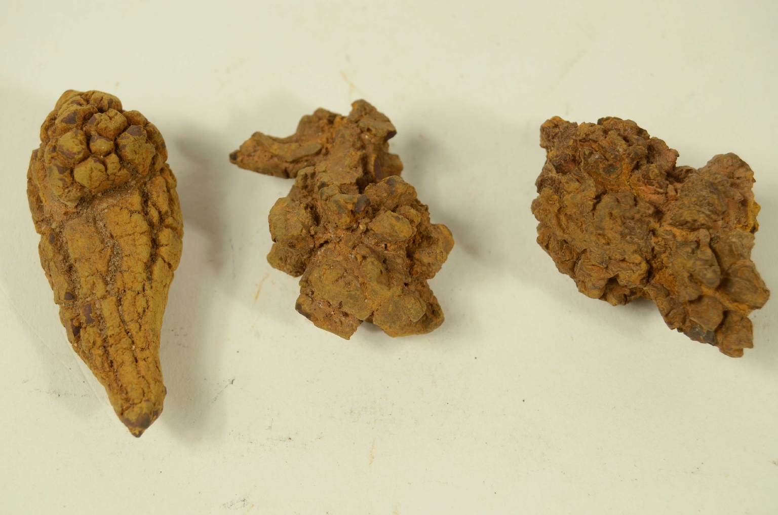 Storia naturale/Coproliti-Coproliti