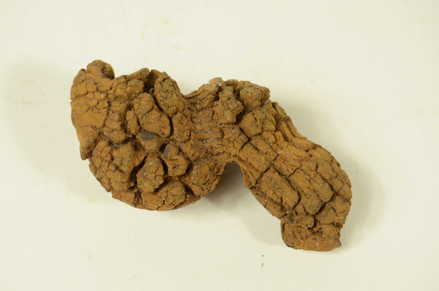 Storia naturale/Coproliti-Coproliti