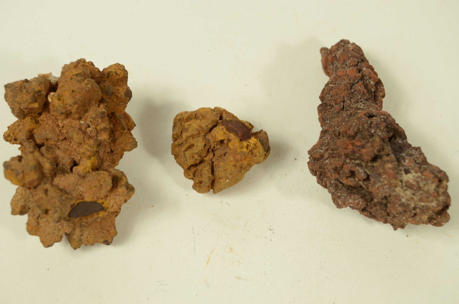 Storia naturale/Coproliti-Coproliti
