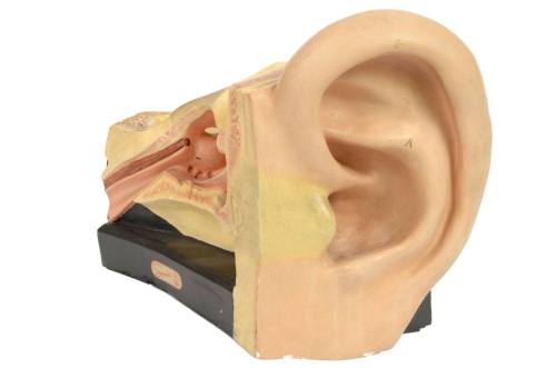 Ear model