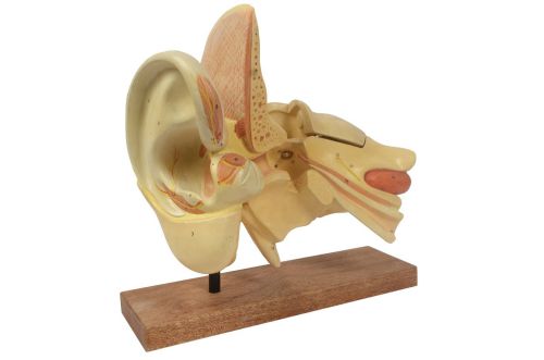 Ear model