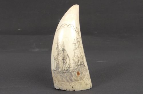 Cod. 620B Scrimshaw