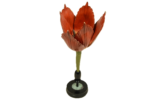 Modello Tulipano Brendel