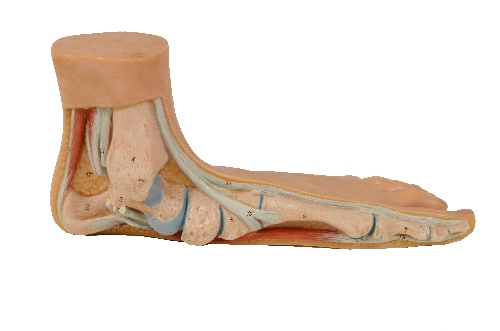 Piede Piatto Modello