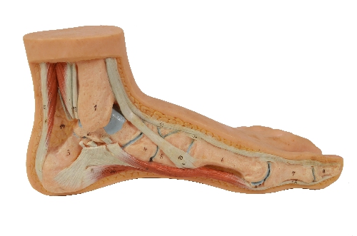 Cod. 7307 Piede Normale Modello