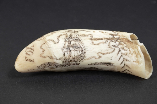 Cod. 7772 Scrimshaw