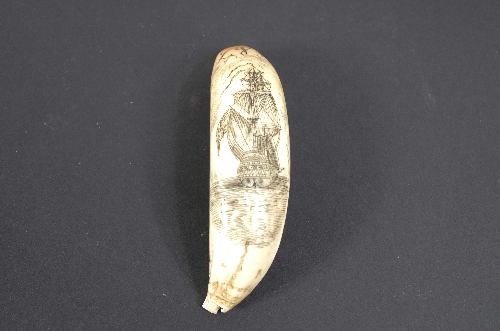 Cod. 7782 Scrimshaw