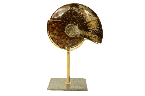 Ammonite Fossile