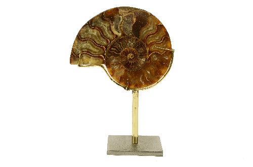 Ammonite Fossile
