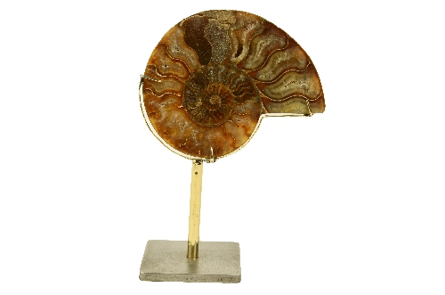 Ammonite Fossile
