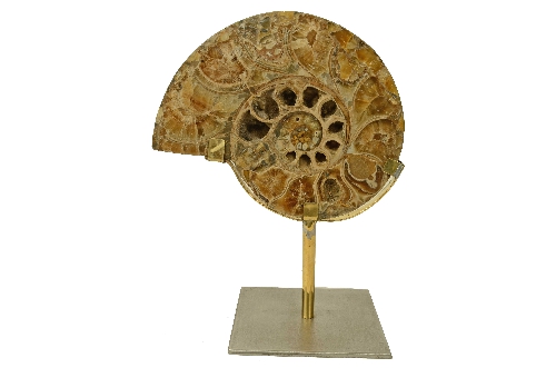 Ammonite Fossile