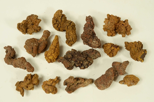 Coproliti